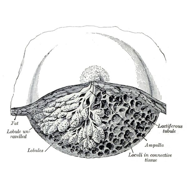 File:Female mammary gland (Gray's illustration) (Radiopaedia 85464).jpeg