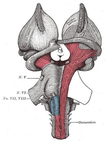 File:Brainstem- ventral - Gray's anatomy illustration (Radiopaedia 36274).jpg