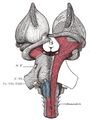 Brainstem- ventral - Gray's anatomy illustration (Radiopaedia 36274).jpg