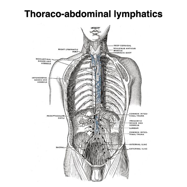 File:Lymphatics of the thorax and abdomen (Gray's illustration) (Radiopaedia 85543).jpeg