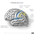 Neuroanatomy- lateral cortex (diagrams) (Radiopaedia 46670-51201 E 1).png