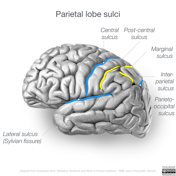 File:Neuroanatomy- lateral cortex (diagrams) (Radiopaedia 46670-51201 E 1).png