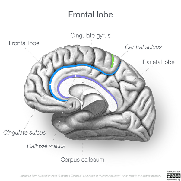 File:Neuroanatomy- medial cortex (diagrams) (Radiopaedia 47208-51763 D 1).png