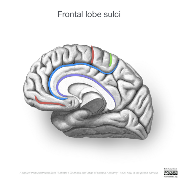 File:Neuroanatomy- medial cortex (diagrams) (Radiopaedia 47208-58969 C 3).png