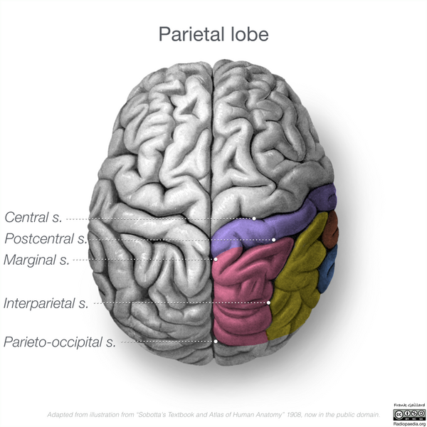 File:Neuroanatomy- superior cortex (diagrams) (Radiopaedia 59317-66671 Parietal lobe gyri 3).png