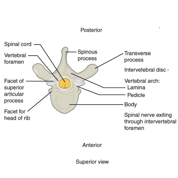 File:Bones and ligaments of the vertebral column (illustrations) (Radiopaedia 42770-45935 C 1).jpg