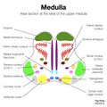 Brainstem cross-sectional anatomy (diagrams) (Radiopaedia 81958-95923 Upper medulla 1).jpeg