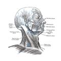 Lymphatics of head and neck (Gray's illustration) (Radiopaedia 85192).jpeg