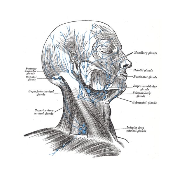 File:Lymphatics of head and neck (Gray's illustration) (Radiopaedia 85192).jpeg