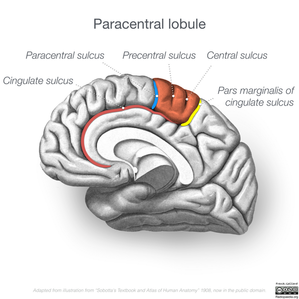 File:Neuroanatomy- medial cortex (diagrams) (Radiopaedia 47208-52697 Paracentral lobule 7).png