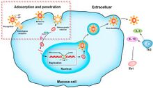 Viral infection route and mechanism in cells[38]