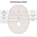 Base of skull (illustrations) (Radiopaedia 59251-66592 C 1).jpeg