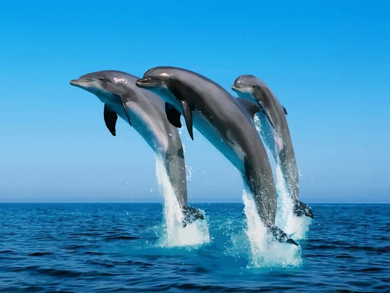 File:Leaping dolphins (photo) (Radiopaedia 68459).jpg