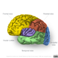 Neuroanatomy- insular cortex (diagrams) (Radiopaedia 46846-51375 Lobes 1).png