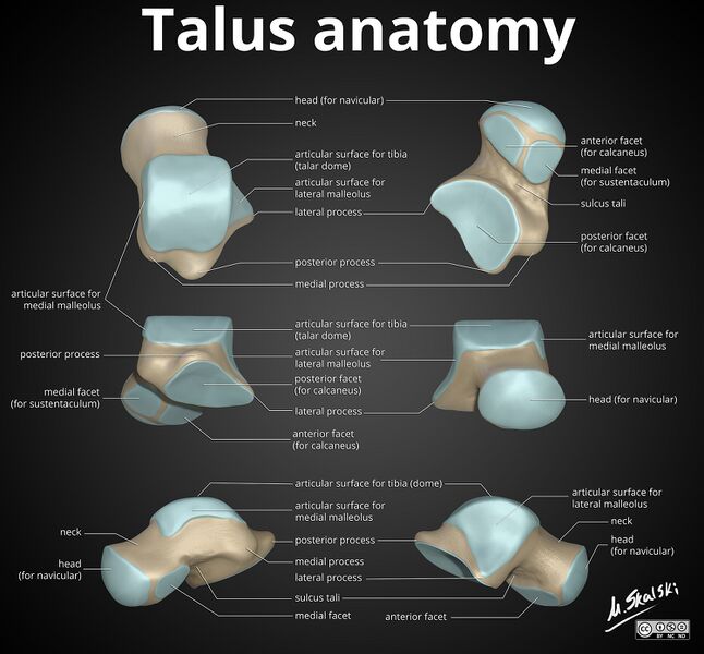 File:Anatomy of the talus (Radiopaedia 31891-32841 A 1).jpg
