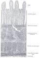 Duodenum histology (diagram) (Radiopaedia 36319).jpg