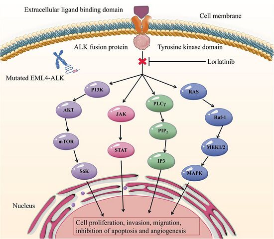 Anti-cancer mechanism of Lorlatinib[10]