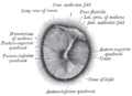 Auditory anatomy - Gray's anatomy illustration (Radiopaedia 10520-10990 B 1).png