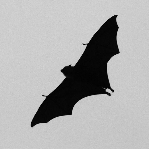 File:Fruit bat (photo) (Radiopaedia 8243).jpg