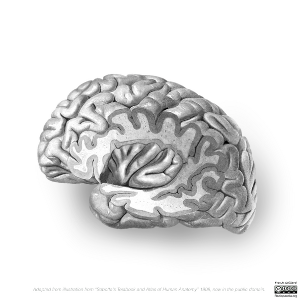 File:Neuroanatomy- lateral cortex (diagrams) (Radiopaedia 46670-51156 Lobes & insula 1).png