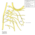Cervical plexus (diagram) (Radiopaedia 37804-39723 L 1).png