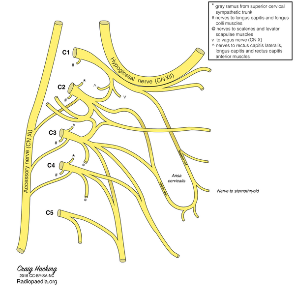 File:Cervical plexus (diagram) (Radiopaedia 37804-39723 L 1).png