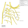 Cervical plexus (diagram) (Radiopaedia 37804-39723 Nerve to sternohyoid 1).png