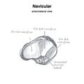 Navicular (Gray's illustration) (Radiopaedia 83348-97763 A 1).jpeg