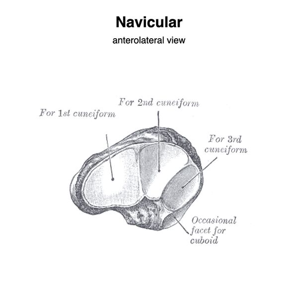 File:Navicular (Gray's illustration) (Radiopaedia 83348-97763 A 1).jpeg