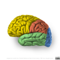 Neuroanatomy- lateral cortex (diagrams) (Radiopaedia 46670-51156 Lobes 3).png