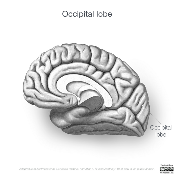File:Neuroanatomy- medial cortex (diagrams) (Radiopaedia 47208-51763 J 4).png