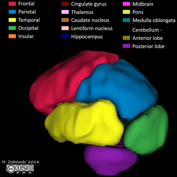 File:Brain lobes - annotated MRI (Radiopaedia 61691-69700 3D reconstruction 47).JPG