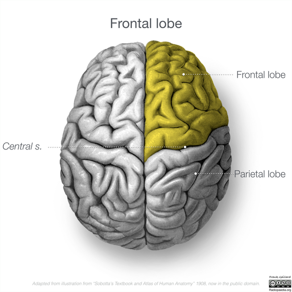 File:Neuroanatomy- superior cortex (diagrams) (Radiopaedia 59317-66669 Frontal lobe 1).png