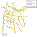 Cervical plexus (diagram) (Radiopaedia 37804-39723 E 1).png