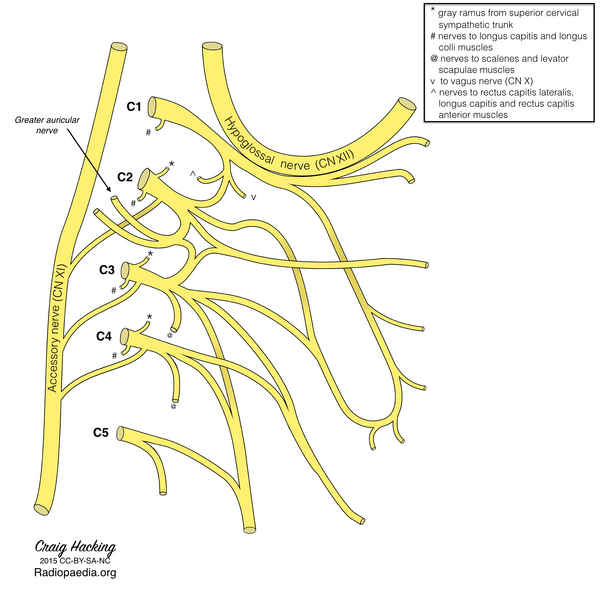 File:Cervical plexus (diagram) (Radiopaedia 37804-39723 E 1).png