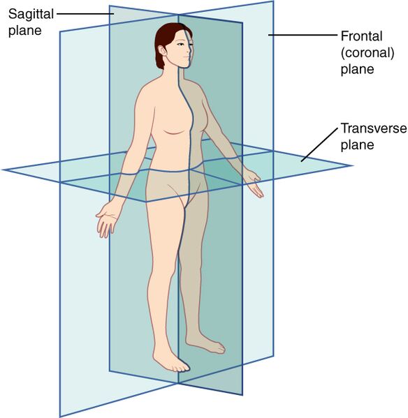 File:Anatomical planes (creative commons illustration) (Radiopaedia 59079).jpg