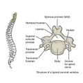 Bones and ligaments of the vertebral column (illustrations) (Radiopaedia 42770-45935 G 1).jpg