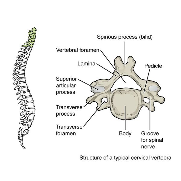 File:Bones and ligaments of the vertebral column (illustrations) (Radiopaedia 42770-45935 G 1).jpg