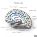 Neuroanatomy- medial cortex (diagrams) (Radiopaedia 47208-51763 Pareital lobe 1).png