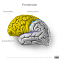 Neuroanatomy- lateral cortex (diagrams) (Radiopaedia 46670-51156 Frontal lobe 5).png