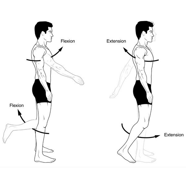 File:Anatomical terms for motion (illustrations) (Radiopaedia 42553-45683 E 1).jpg
