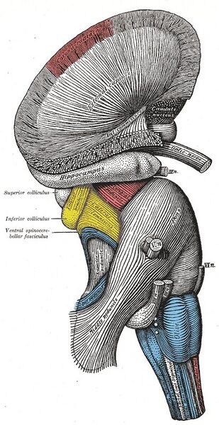File:Brainstem - Gray's anatomy illustration (Radiopaedia 36268-37823 A 1).jpg