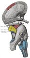 Brainstem - Gray's anatomy illustration (Radiopaedia 36268-37823 A 1).jpg