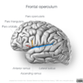 Neuroanatomy- lateral cortex (diagrams) (Radiopaedia 46670-51313 Frontal operculum 1).png