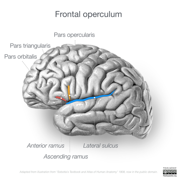 File:Neuroanatomy- lateral cortex (diagrams) (Radiopaedia 46670-51313 Frontal operculum 1).png