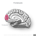 Neuroanatomy- medial cortex (diagrams) (Radiopaedia 47208-52697 Frontal pole 1).png