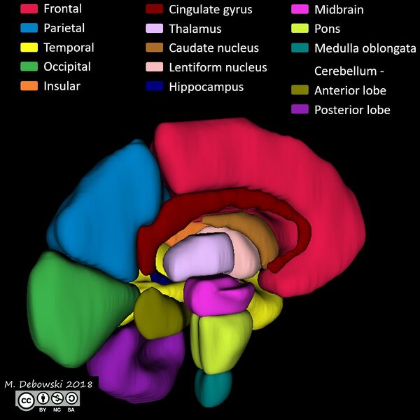 File:Brain lobes - annotated MRI (Radiopaedia 61691-69700 3D reconstruction 80).JPG