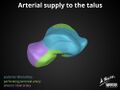 Anatomy of the talus (Radiopaedia 31891-32847 A 8).jpg