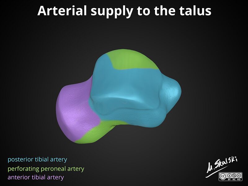 File:Anatomy of the talus (Radiopaedia 31891-32847 A 9).jpg