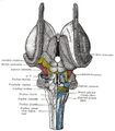 Brainstem- dorsal - Gray's anatomy illustration (Radiopaedia 36273).jpg